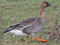 Tundra Bean Goose